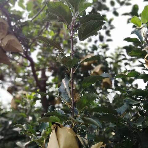 解决苹果结果迟，就到临汾找创想