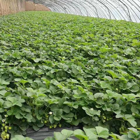 全明星不换土创想方案来做主