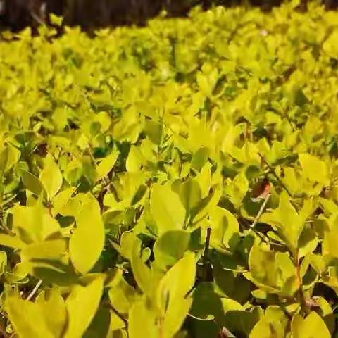 春天是一个富有生命力的季节，也是一个美丽、神奇，充满希望的季节。
