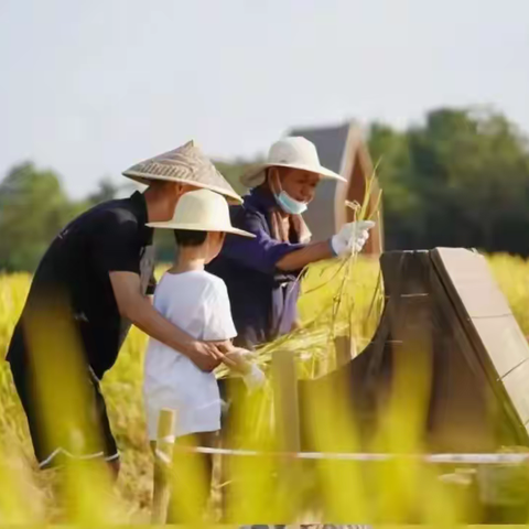 【国庆亲子农学专场】挖红薯、拔花生、摘玉米、做植物标本……相约丰收季！和爸爸妈妈一起去田间山野感受农忙的快乐