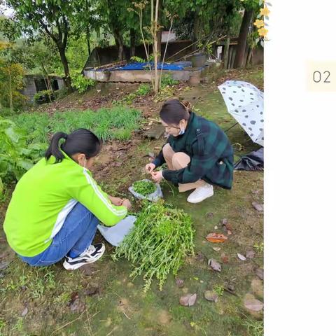 贵福幼儿园清明味——青团