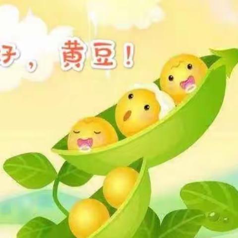 大七班班本课程《你好，黄豆！》