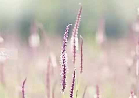 弘扬传统文化   情暖冬至——记杨林完小二校区教职工包饺子活动