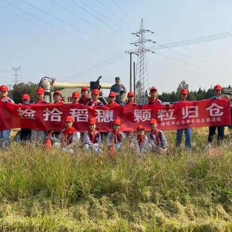 手拾稻穗，心悟稻香——丹阳市埤城中心小学户外体验活动