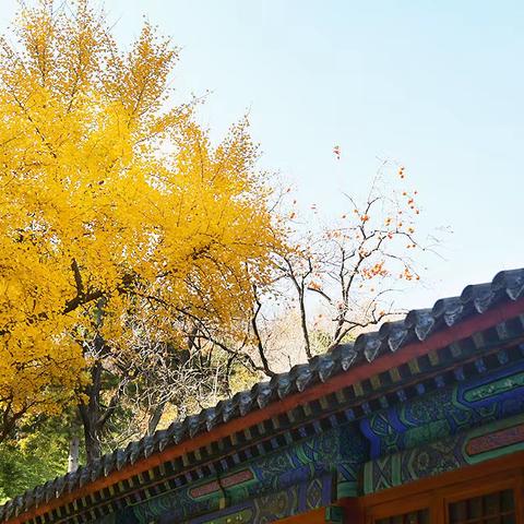 京城寻秋——西山大觉寺秋天最后的黄叶