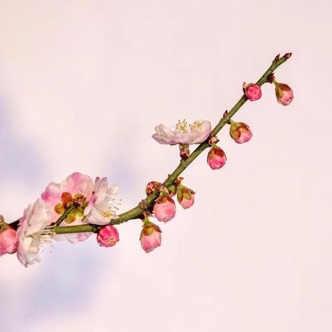 大寒