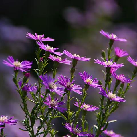 十月，紫菀花开