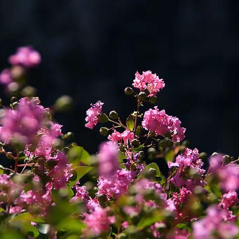 谁道花无红百日，紫薇长放半年花。