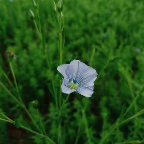 花有花的语言