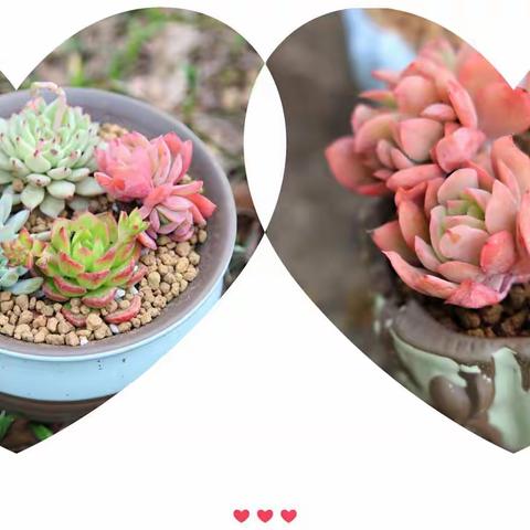 “多肉萌萌 幸福满满”——报慈小学庆祝“三八”暨植树节活动