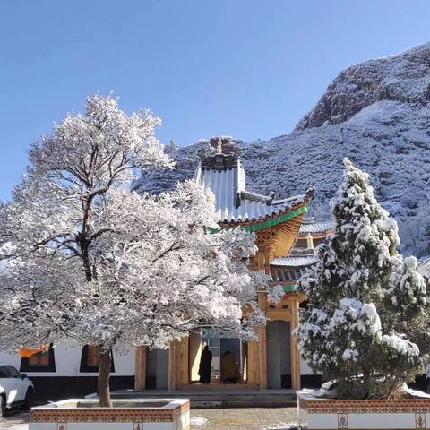 春雪·佑宁寺·菩提花开