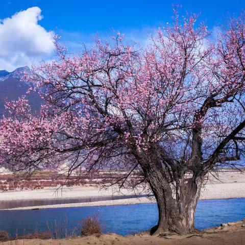 林芝 桃花源