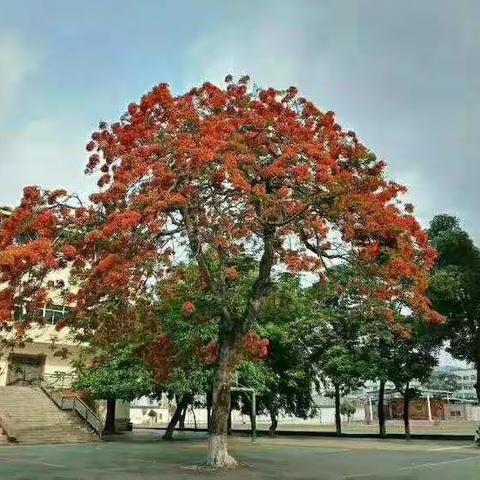 海口市琼山中学2020-2021学年度第二学期七年级数学备课组活动（第12周）