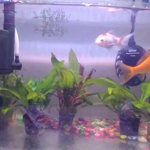 鱼坚强短暂的一生