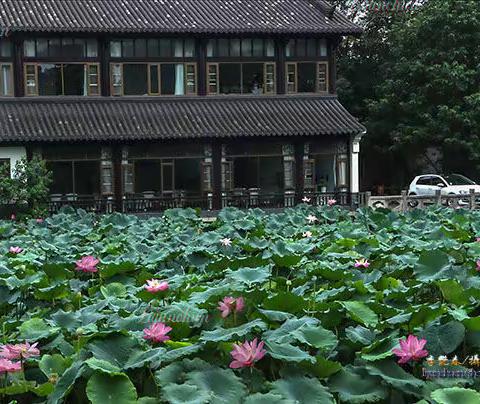 疫情后的莫愁湖