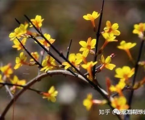 “宅”家宝典每日推送3月14日《春天的花》小中班组