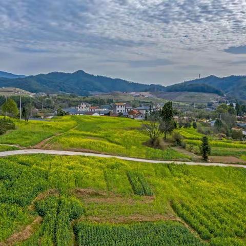 春已至 花已开 任宅前村等你来