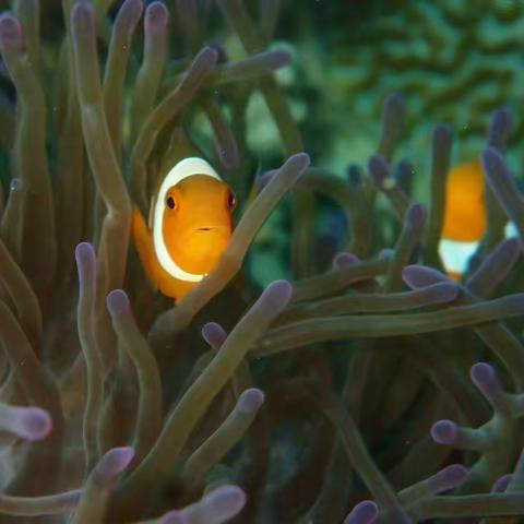 我与珊瑚彩鱼相望于古达近海(一)