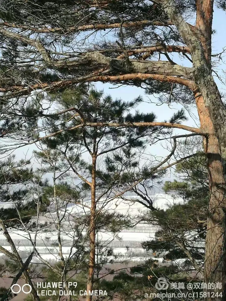 山崖上的百年赤松