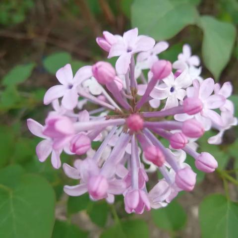 五月花香浓