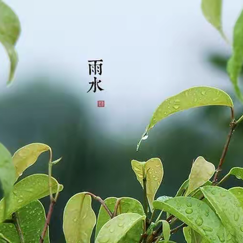 草木萌动，雨水有约——金圣博幼儿园二十四节气之雨水