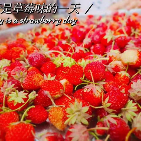 种一份希望，收满眼“莓”好