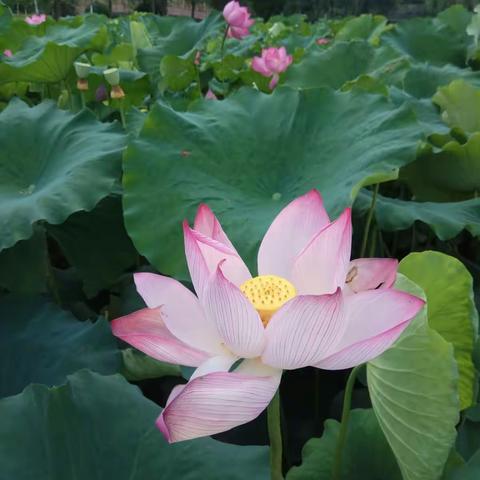 早赏荷花