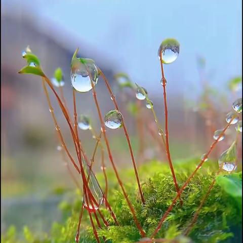 衡越学校一三班王晨泽朗诵《银色的雨》