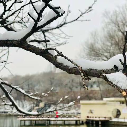 我的山水情——《春雪》