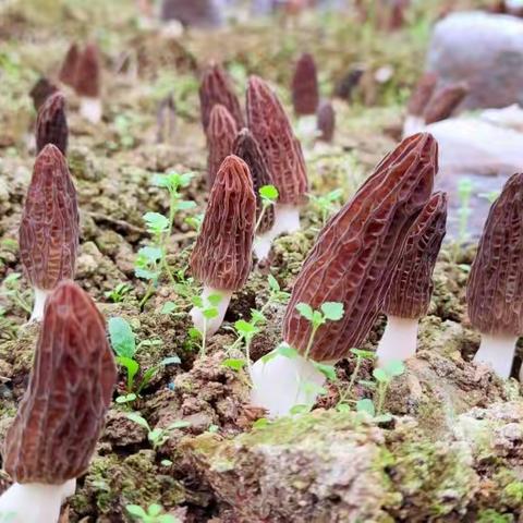 “小学校，大产业”——青木川镇玉泉坝小学羊肚菌种植纪实