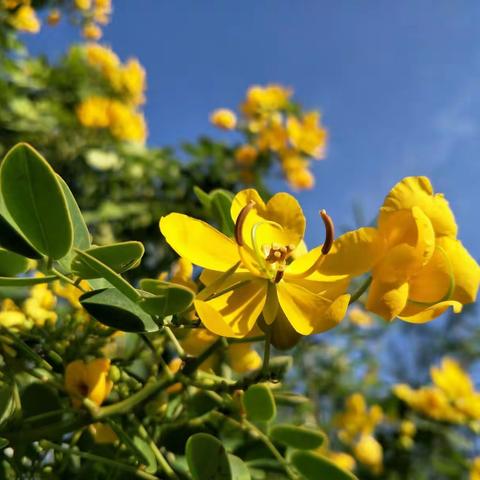 花开不败