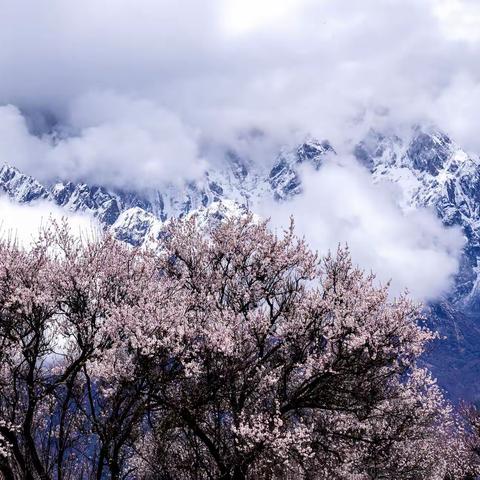 春天，我们去林芝（四）：鲁朗小镇，雅鲁藏布大峡谷，索松村