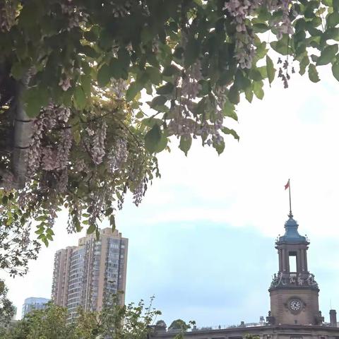 苏州河旁盛开的紫藤花