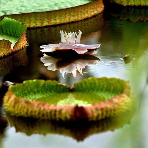 《水中昙花王莲盛开的瞬间……》2019.8.9摄于水上