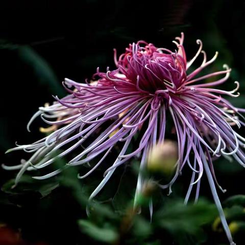 《秋菊花开的时候……》秋天很快到来，又是一年秋菊盛开的时节，色彩斑斓的秋菊争奇斗艳，……2020.10.28日