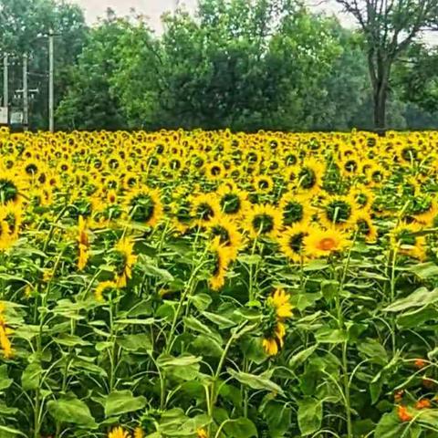 北京《百亩向日葵—鸟巢.水立方……》2019-7-13日