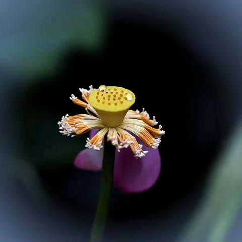 荷韵《雨后荷争艳……》