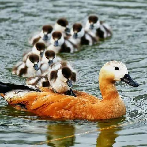 天塔湖里的赤麻鸭……