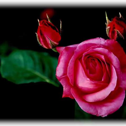 《五月花盛开.满园香色浓.月季花……》2019……5