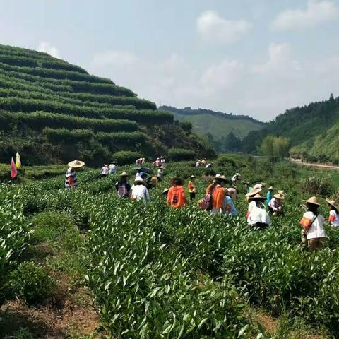 行走的课堂——记8、18“耕山小筑”采茶活动