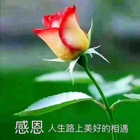 泉一抗疫护士长写给憨厚的龙哥