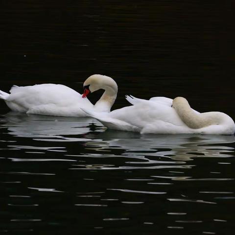 魔幻新疆行之五：天鹅幻想曲