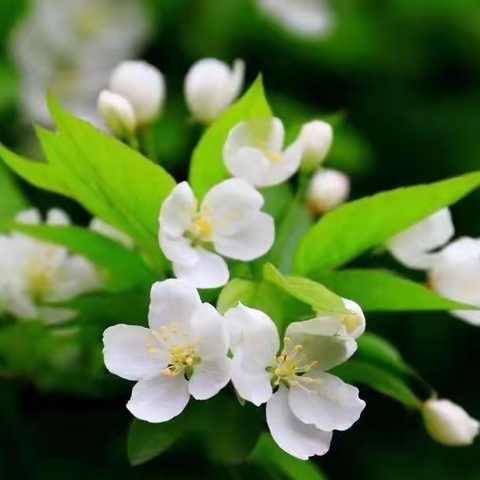 “春秋待序，生生不息”——伊宁县第一小学二十四节气活动课程之春分