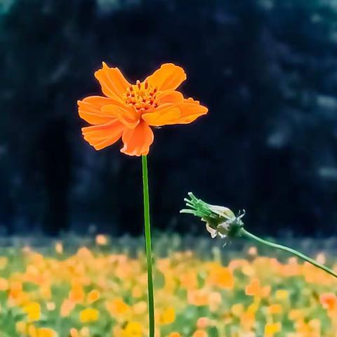 四溢芬芳黄秋英