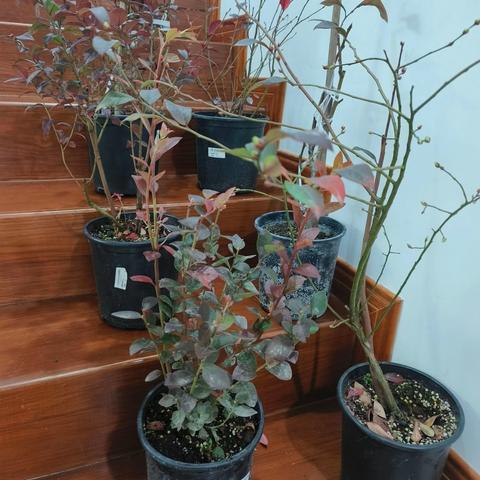 盆栽蓝莓探索手册（上）