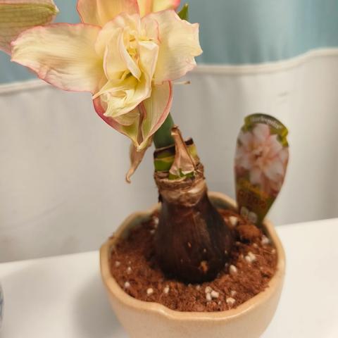 记录一下某株土培朱顶红短暂又不完美的一生！🤭