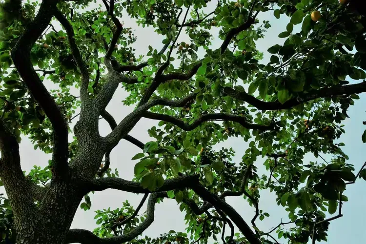 富平曹村虎头山秋景