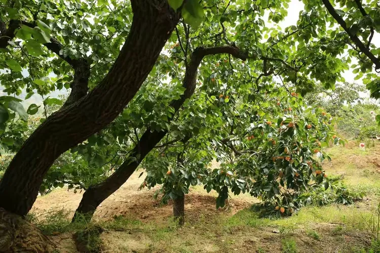 富平曹村虎头山秋景