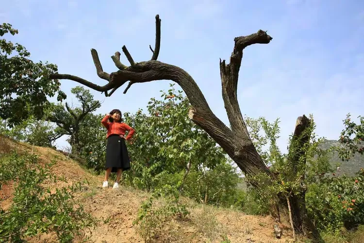 富平曹村虎头山秋景