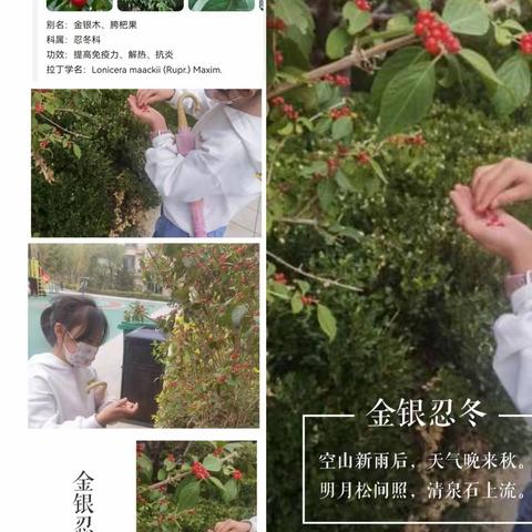 飞扬小队植物研究实践活动